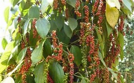 Ngành hồ tiêu bắt nhịp với áp lực cung ứng và chế biến sâu
