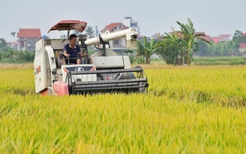 Ngành lúa gạo: Vượt thách thức để tái cấu trúc bền vững