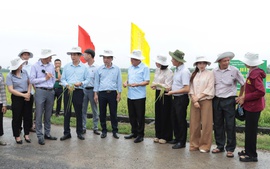 Phát triển lúa VietGAP gắn bao tiêu sản phẩm: Hướng đi bền vững cho nông nghiệp Thủ đô