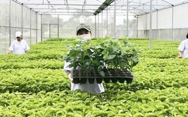 Tổ chức vi phạm về sản xuất, buôn bán giống cây trồng bị phạt đến 100 triệu đồng
