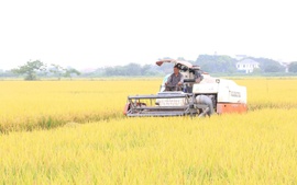 Nâng tầm hạt gạo Thủ đô từ xây dựng mô hình khuyến nông an toàn, hiện đại