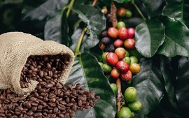 THỊ TRƯỜNG HÀNG HÓA: Cà phê trải qua đợt biến động giá mạnh