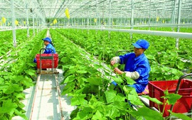Chính sách về khuyến nông