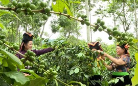 Nông nghiệp xanh nâng tầm chuỗi giá trị nông sản chủ lực Tây Bắc