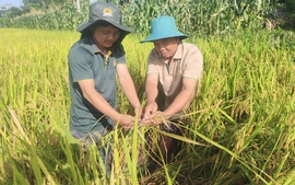 Bài 5: Đề án 1 triệu ha lúa chất lượng cao: Mô hình phải 'sống' được bằng hiệu quả