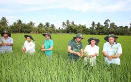 Bài 3: Ai ‘giữ nhịp’ cánh đồng 1 triệu ha lúa chất lượng cao?