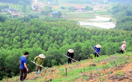 Tháo gỡ điểm nghẽn dữ liệu vùng trồng cho xuất khẩu lâm sản