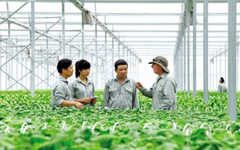 Chính sách của nhà nước về phát triển tổ hợp tác