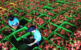Ngoại giao phát huy vai trò cầu nối đưa nông sản Việt Nam sang thị trường Trung Quốc