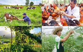 Chính sách mới có hiệu lực từ tháng 8/2026