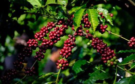 THỊ TRƯỜNG HÀNG HÓA: Giá cà phê nối dài đà tăng