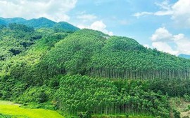 Thành lập Hội đồng thẩm định điều chỉnh Quy hoạch lâm nghiệp tầm nhìn đến năm 2050