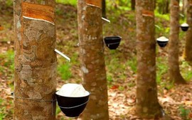 Thị trường tín chỉ carbon: Cơ hội tăng giá trị xuất khẩu cho cao su Việt Nam
