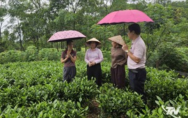 Tín dụng chính sách tiếp sức người dân phát triển kinh tế, vươn lên thoát nghèo