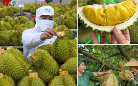 Không mở rộng diện tích sầu riêng; tập trung nâng cao năng suất, chất lượng