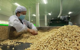 Ngành điều: Gỡ vướng nguyên liệu, làm tròn thương hiệu