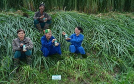 'Thổ nhưỡng vàng' Tuyên Quang làm nên chất lượng sữa tươi Kun