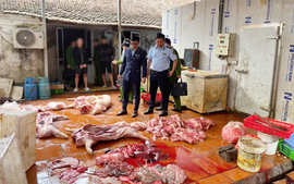 Chuyển cơ quan điều tra vụ gần 1 tấn thịt lợn nghi nhiễm dịch tả lợn châu Phi tại Hưng Yên