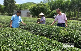 Tín dụng chính sách khẳng định vai trò trụ cột an sinh