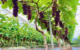 Đẩy mạnh kinh tế hợp tác và trang trại, tạo bệ phóng cho nông nghiệp hiện đại