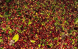 Chuyển từ 'tuân thủ' sang 'dẫn dắt': Lời giải cho nông, lâm sản Việt Nam trên bản đồ giá trị toàn cầu