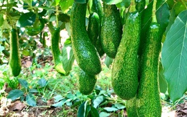 Xuất khẩu nông nghiệp 9 tháng: Chuyển từ lợi thế sản lượng sang giá trị