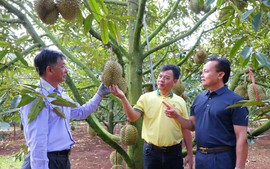 Mùa vàng thắng lớn: Hành trình đồng hành cùng nhà nông bền vững