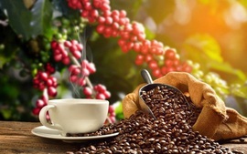 Viet Nam becomes third largest coffee supplier to U.S.