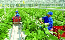 Australia to receive Vietnamese workers in agricultural sector