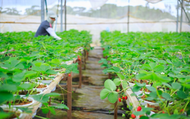 JICA helps strengthen safe agricultural value chains in Viet Nam