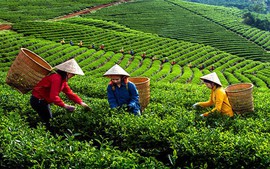 Viet Nam becomes 5th largest tea exporter worldwide