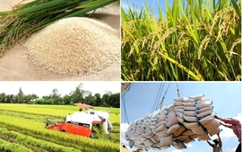 Viet Nam follows rice market rules