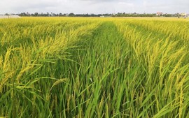 Norway supports Viet Nam to produce climate-smart rice