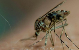 Viet Nam doubles efforts to terminate malaria by 2030