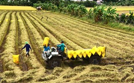 Prices of Vietnamese rice exports at world's highest