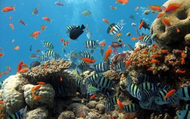Traveldudes suggests top scuba diving destinations in Viet Nam