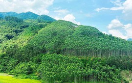 Viet Nam earns US$51.5mn from first forest carbon credit sale