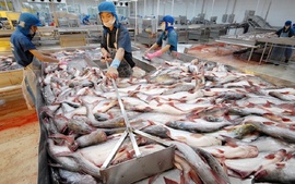 Aquatic exports forecast to hit US$10 billion in 2024