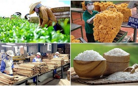 Agro-forestry-aquatic product exports up 19% in 11 months