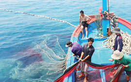 U.S. announces US$12.5-million package to support Viet Nam's IUU fishing fight