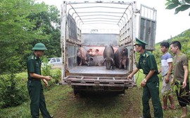 Gov't orders strengthening efforts to combat cross-border animal trafficking