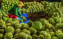 Fruit exports surge sharply