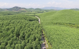 Viet Nam targets to plant additional 500,000 hectares of forests by 2030