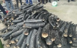 Over 1.5 tons of smuggled ivory tusks seized in Hai Phong