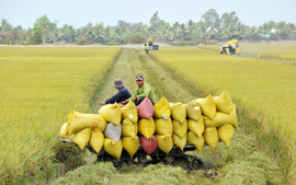 Rice export likely to reach over 8 million tons in 2024