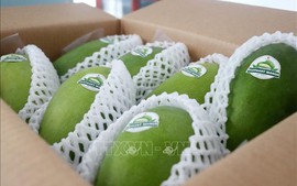 Can Tho exports first batch of green skinned mangoes to Australia, U.S.