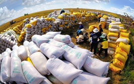 Viet Nam exports 1.44 million tons of rice to Philippines