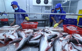 Tra fish export may hit US$1.8 billion in 2024