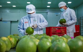 Fresh pomelo obtains permit to Korean market