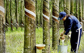 Rubber export may reach US$3.2 billion in 2024